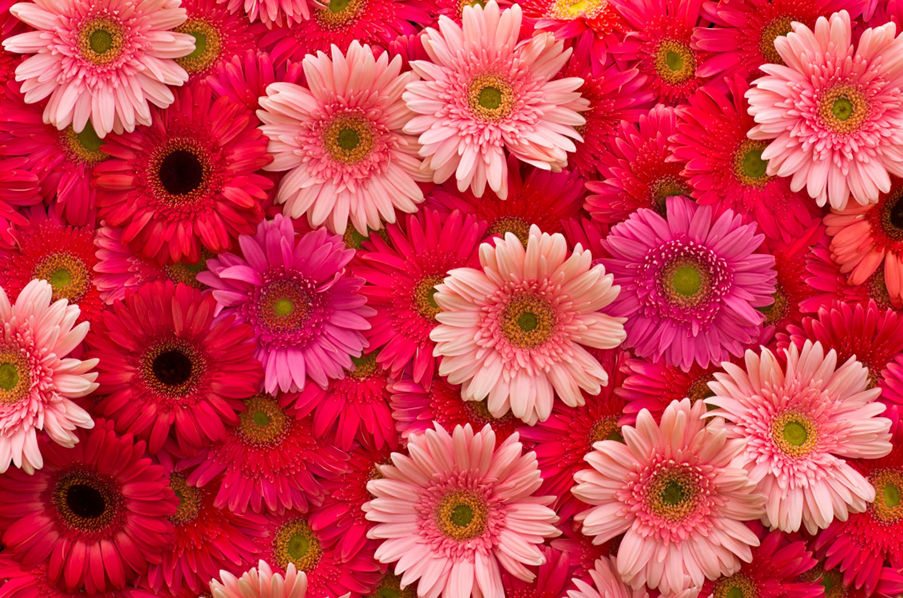 blomster
